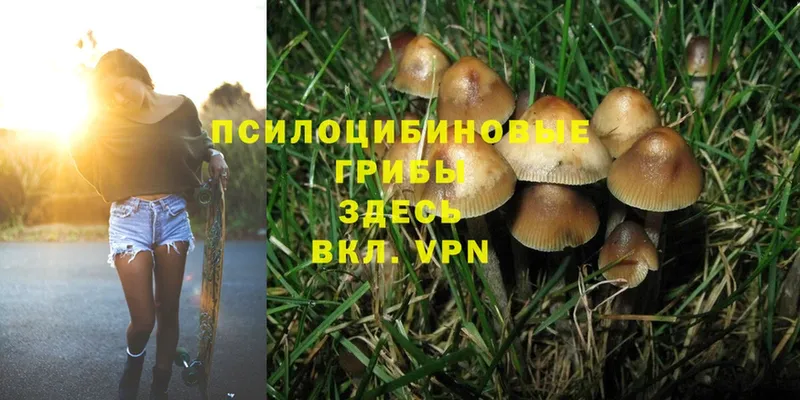 Псилоцибиновые грибы Psilocybine cubensis  Саров 